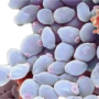Candida & Weight Loss