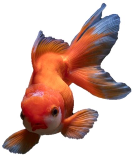 medium goldfish face no background